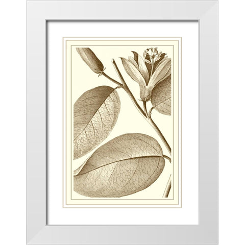 Cropped Sepia Botanical II White Modern Wood Framed Art Print with Double Matting by Vision Studio