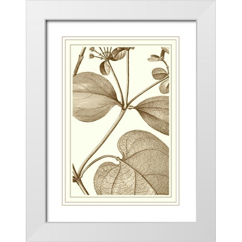 Cropped Sepia Botanical V White Modern Wood Framed Art Print with Double Matting by Vision Studio