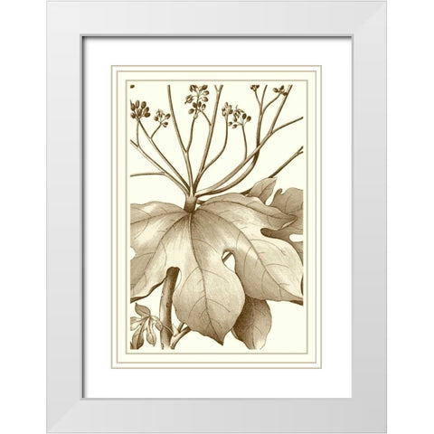 Cropped Sepia Botanical VI White Modern Wood Framed Art Print with Double Matting by Vision Studio