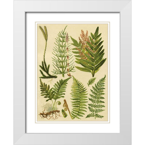 Fern Collection II White Modern Wood Framed Art Print with Double Matting by Vision Studio