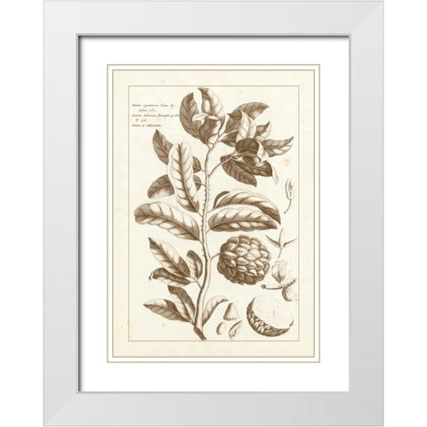 Sepia Buchoz Exotics I White Modern Wood Framed Art Print with Double Matting by Buchoz, Pierre Josep