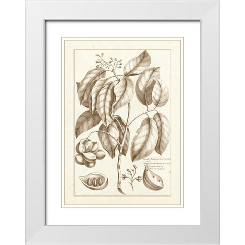 Sepia Buchoz Exotics II White Modern Wood Framed Art Print with Double Matting by Buchoz, Pierre Josep