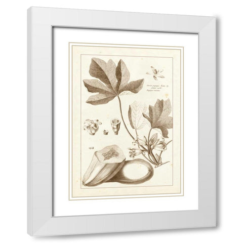 Sepia Buchoz Exotics III White Modern Wood Framed Art Print with Double Matting by Buchoz, Pierre Josep