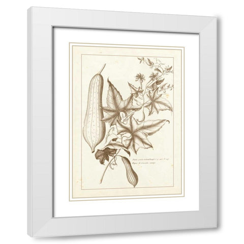 Sepia Buchoz Exotics IV White Modern Wood Framed Art Print with Double Matting by Buchoz, Pierre Josep