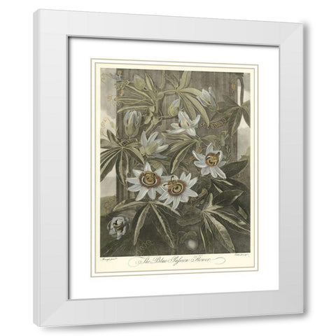 Blue Passionflower (A) White Modern Wood Framed Art Print with Double Matting by Thornton, Robert J.