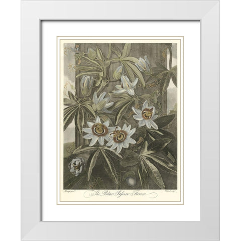 Blue Passionflower (A) White Modern Wood Framed Art Print with Double Matting by Thornton, Robert J.