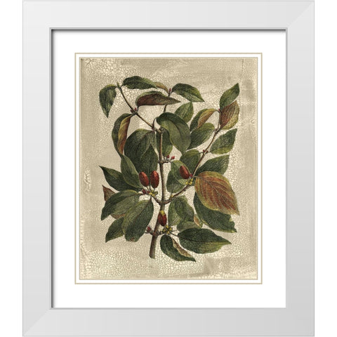 Deshayes Tree II White Modern Wood Framed Art Print with Double Matting by Deshayes, Gerard Paul