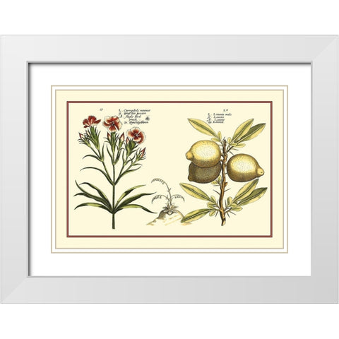 Garden Botanica IV White Modern Wood Framed Art Print with Double Matting by Vision Studio