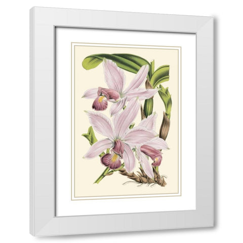 Delicate Orchid I White Modern Wood Framed Art Print with Double Matting by Vision Studio
