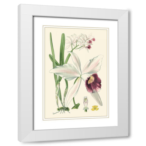 Delicate Orchid II White Modern Wood Framed Art Print with Double Matting by Vision Studio