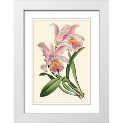Delicate Orchid III White Modern Wood Framed Art Print with Double Matting by Vision Studio