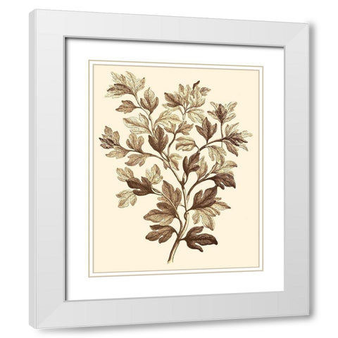 Sepia Munting Foliage I White Modern Wood Framed Art Print with Double Matting by Munting, Abraham