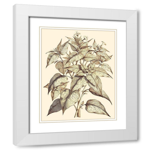 Sepia Munting Foliage III White Modern Wood Framed Art Print with Double Matting by Munting, Abraham