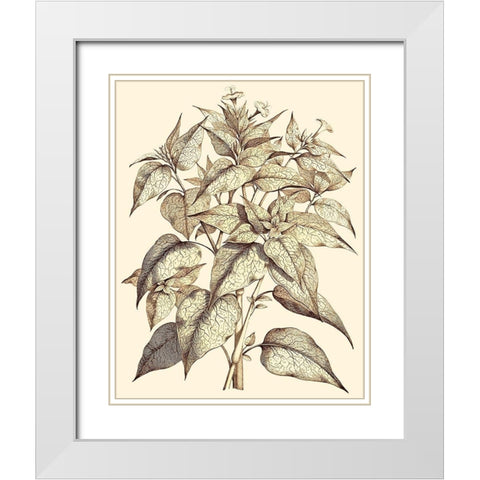 Sepia Munting Foliage III White Modern Wood Framed Art Print with Double Matting by Munting, Abraham