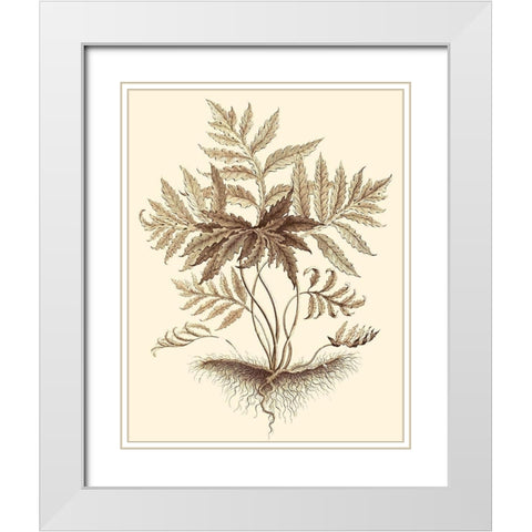 Sepia Munting Foliage IV White Modern Wood Framed Art Print with Double Matting by Munting, Abraham