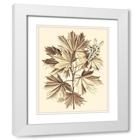 Sepia Munting Foliage V White Modern Wood Framed Art Print with Double Matting by Munting, Abraham