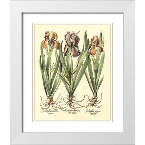 Bulb Garden II White Modern Wood Framed Art Print with Double Matting by Besler, Basilius