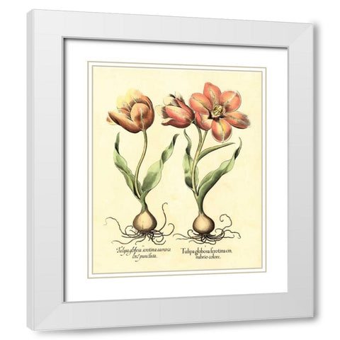 Bulb Garden III White Modern Wood Framed Art Print with Double Matting by Besler, Basilius