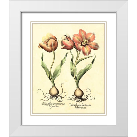 Bulb Garden III White Modern Wood Framed Art Print with Double Matting by Besler, Basilius