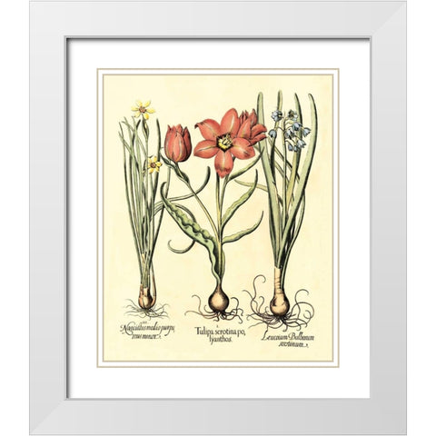 Bulb Garden IV White Modern Wood Framed Art Print with Double Matting by Besler, Basilius