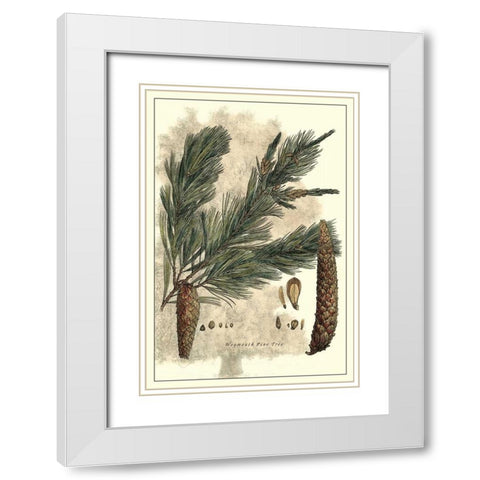 Antique Weymouth Pine Tree White Modern Wood Framed Art Print with Double Matting by Miller, John