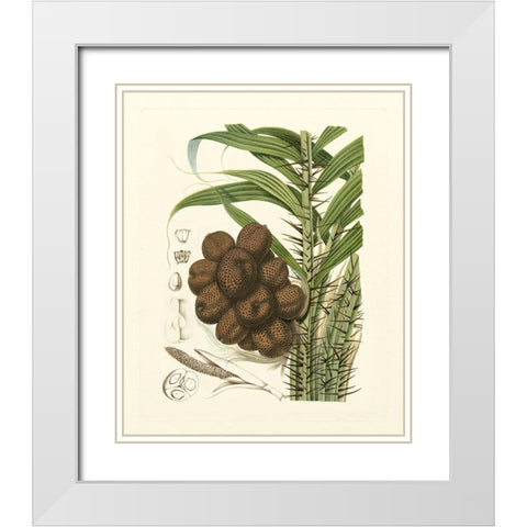 Island Fruits I White Modern Wood Framed Art Print with Double Matting by Hoola Van Nooten, B.