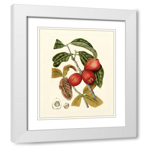 Island Fruits III White Modern Wood Framed Art Print with Double Matting by Hoola Van Nooten, B.