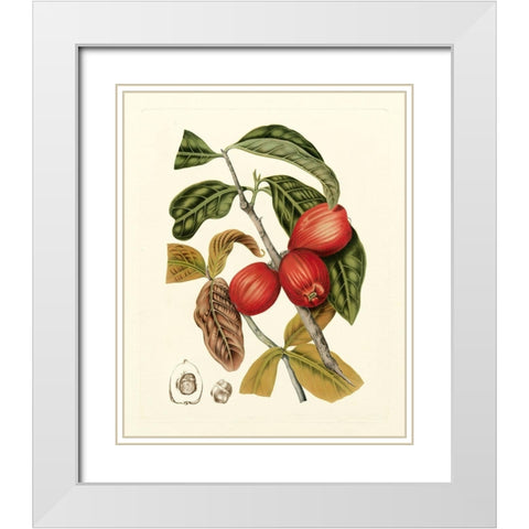 Island Fruits III White Modern Wood Framed Art Print with Double Matting by Hoola Van Nooten, B.