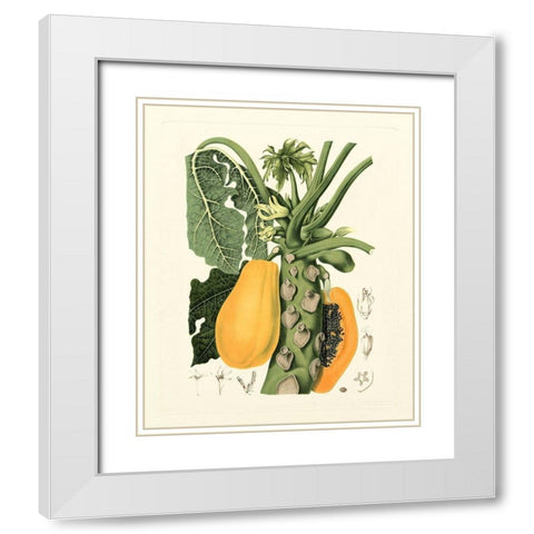 Island Fruits IV White Modern Wood Framed Art Print with Double Matting by Hoola Van Nooten, B.