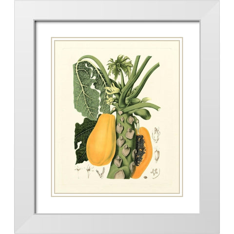 Island Fruits IV White Modern Wood Framed Art Print with Double Matting by Hoola Van Nooten, B.