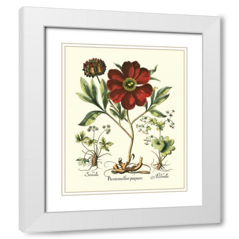 Red Besler Peonie II White Modern Wood Framed Art Print with Double Matting by Besler, Basilius