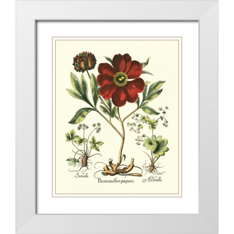 Red Besler Peonie II White Modern Wood Framed Art Print with Double Matting by Besler, Basilius