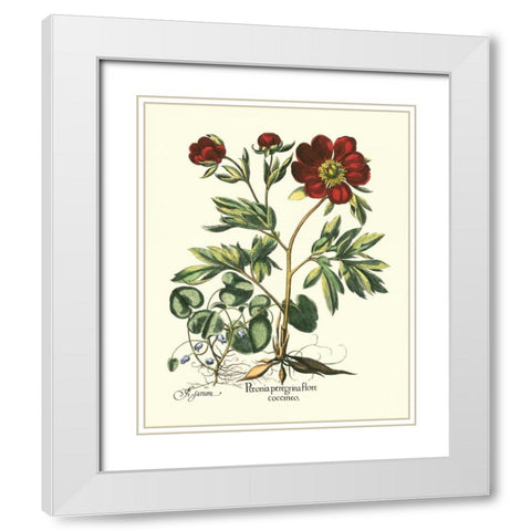 Red Besler Peonie III White Modern Wood Framed Art Print with Double Matting by Besler, Basilius