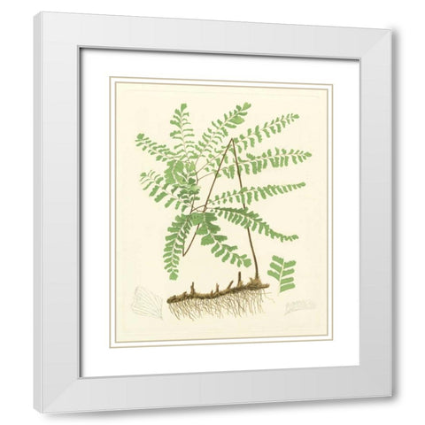 Eaton Ferns II White Modern Wood Framed Art Print with Double Matting by Eaton