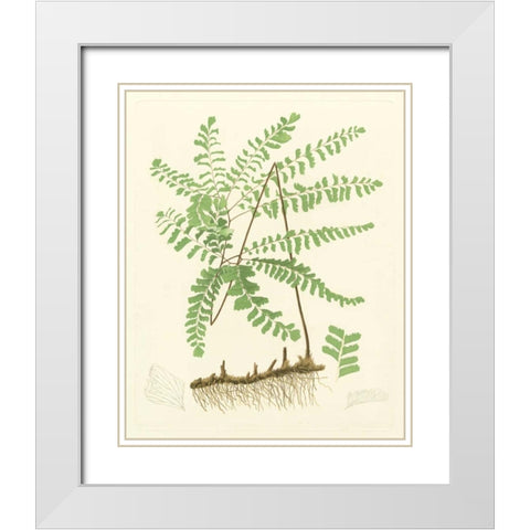 Eaton Ferns II White Modern Wood Framed Art Print with Double Matting by Eaton