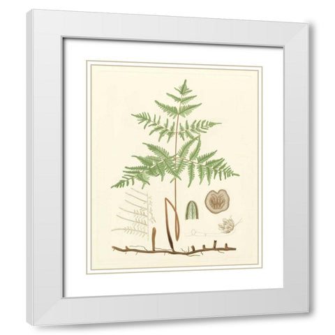 Eaton Ferns III White Modern Wood Framed Art Print with Double Matting by Eaton