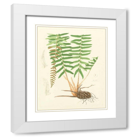 Eaton Ferns IV White Modern Wood Framed Art Print with Double Matting by Eaton
