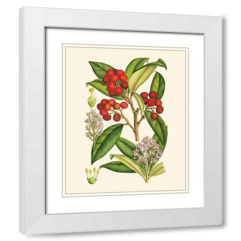 Crimson Berries I White Modern Wood Framed Art Print with Double Matting by Curtis