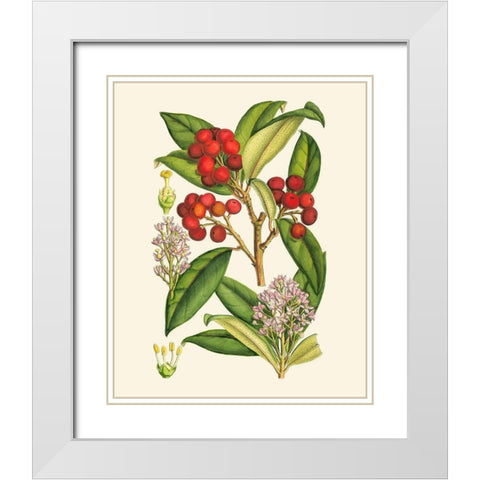 Crimson Berries I White Modern Wood Framed Art Print with Double Matting by Curtis