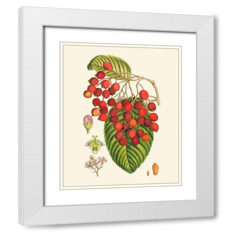 Crimson Berries II White Modern Wood Framed Art Print with Double Matting by Curtis