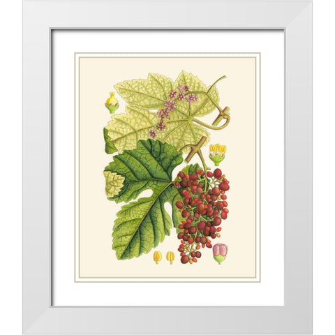Crimson Berries III White Modern Wood Framed Art Print with Double Matting by Curtis