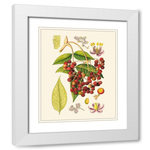 Crimson Berries IV White Modern Wood Framed Art Print with Double Matting by Curtis