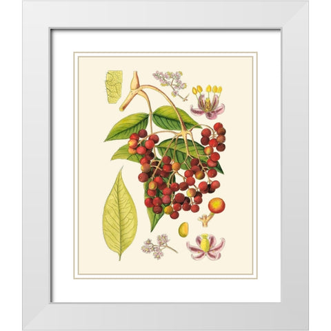 Crimson Berries IV White Modern Wood Framed Art Print with Double Matting by Curtis