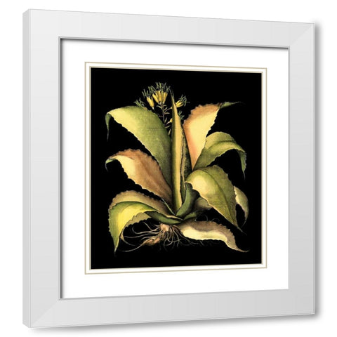 Dramatic Aloe II White Modern Wood Framed Art Print with Double Matting by Besler, Basilius