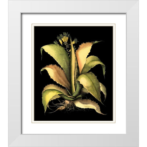 Dramatic Aloe II White Modern Wood Framed Art Print with Double Matting by Besler, Basilius