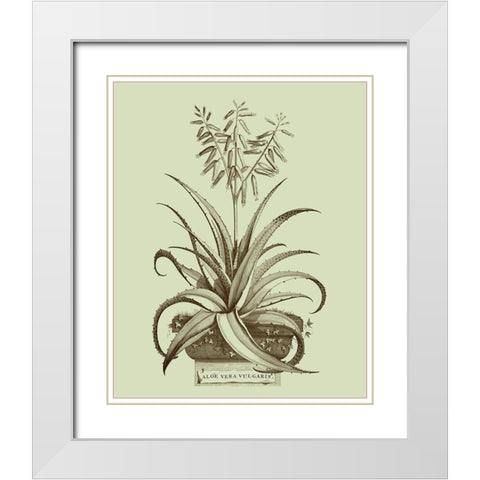 Vintage Aloe II White Modern Wood Framed Art Print with Double Matting by Munting, Abraham