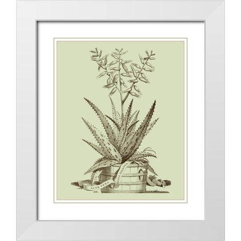 Vintage Aloe III White Modern Wood Framed Art Print with Double Matting by Munting, Abraham