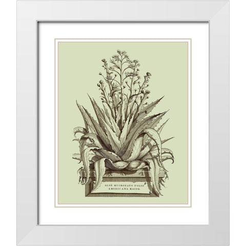 Vintage Aloe IV White Modern Wood Framed Art Print with Double Matting by Munting, Abraham