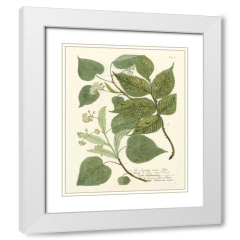 Weinmann Greenery III White Modern Wood Framed Art Print with Double Matting by Weinmann