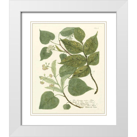 Weinmann Greenery III White Modern Wood Framed Art Print with Double Matting by Weinmann